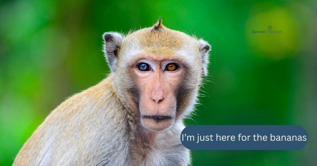 Funny Monkey Quotes