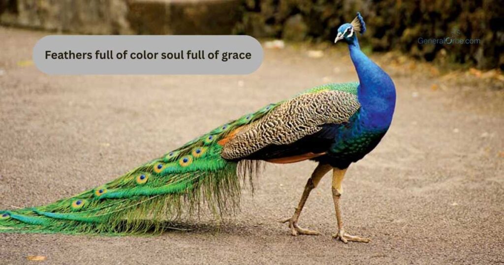 Peacock Captions
