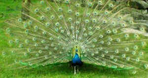 Peacock Captions