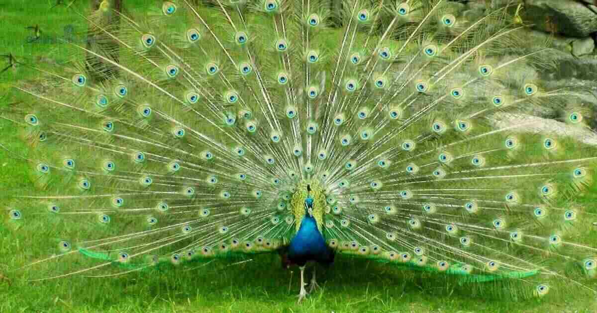 Peacock Captions