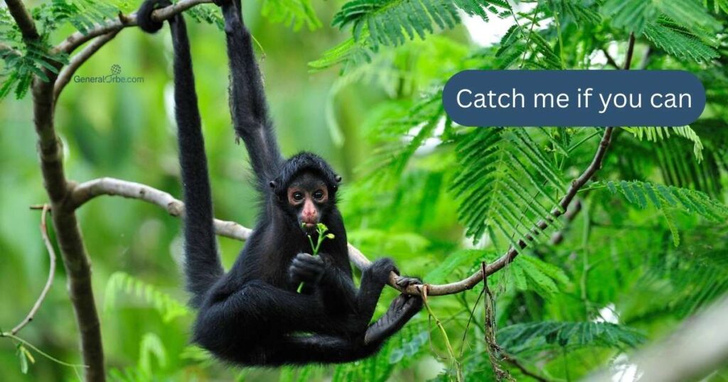 Playful Monkey Captions