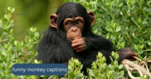 funny monkey captions