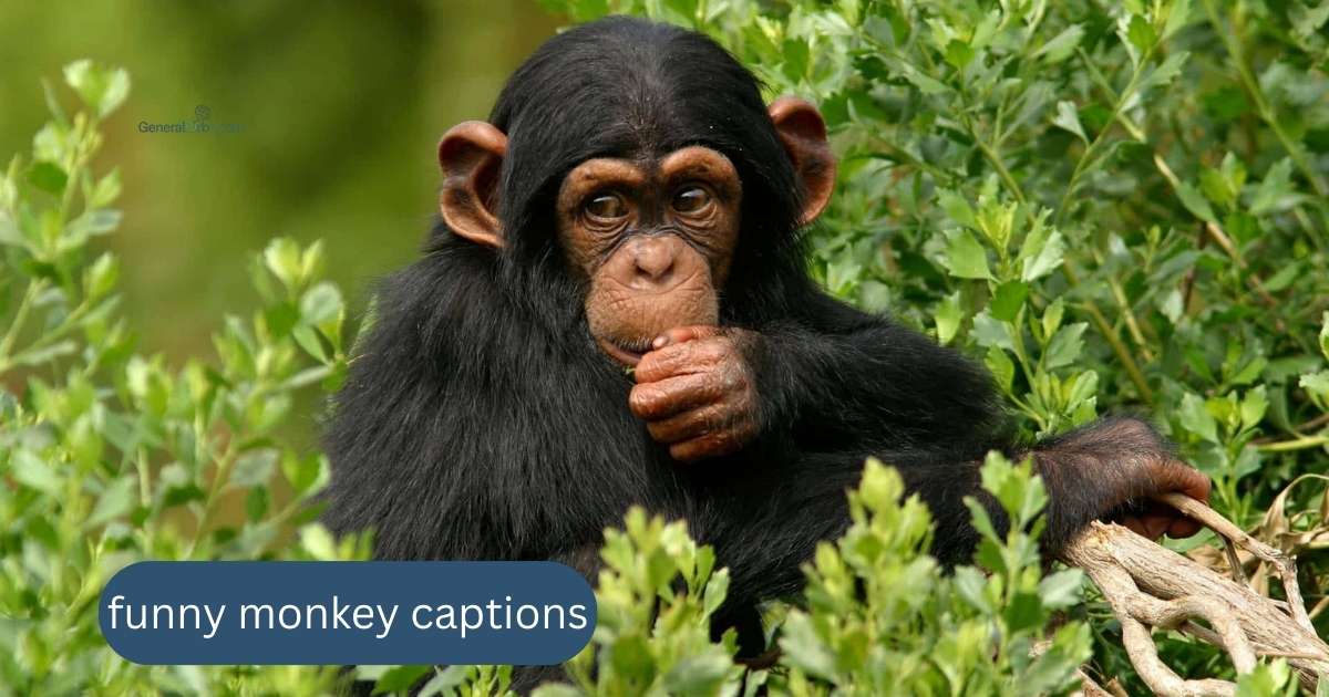 funny monkey captions